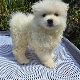 Hugo - White male Pomeranian puppy in San Diego, California from Socalpoms
