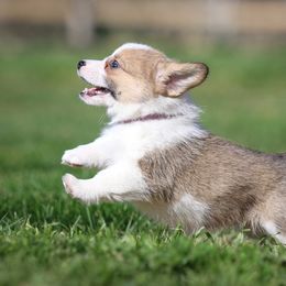 Pembroke Welsh Corgi Puppies from Golden Rose Corgis