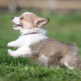 Pembroke Welsh Corgi Puppies from Golden Rose Corgis