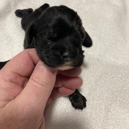 Boy 1 - Black and tan male Cocker Spaniel puppy in Rising Sun, Maryland from Palmtree Cockers