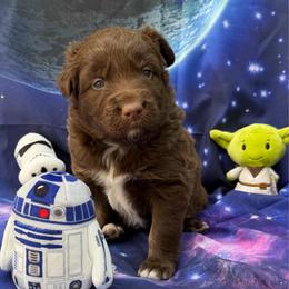 Jedi - Red tri-color male Australian Shepherd puppy in Tuftonboro, New Hampshire from Aussies Edge Farm