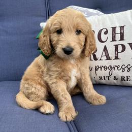 Bougainvillea Bo - Cream male Goldendoodle puppy in The Woodlands, Texas from Gracie's Goldendoodles and Bernedoodles