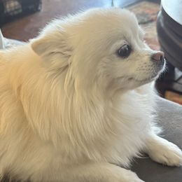 Sophie - Pomeranian
