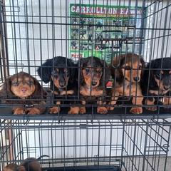 Dachshund Puppies from Kristine Emery's Dachshunds