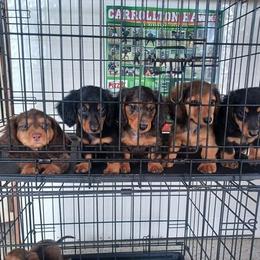 Dachshund Puppies from Kristine Emery's Dachshunds