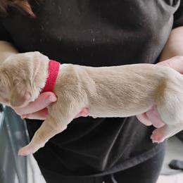 Red - Lemon and white male Basset Hound puppy in Highland, Michigan from Dream Hounds of Michigan