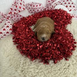 PAPAYA - Apricot female Goldendoodle puppy in Independence, Oregon from Ankeny Doodles