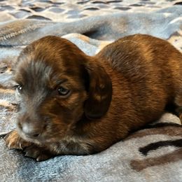Rusty - male Dachshund puppy in Massachusetts from Honey Bee Dachshunds