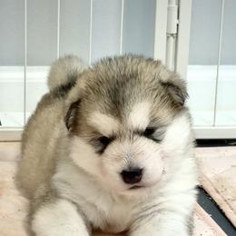 Alaskan Malamute Puppies from Alpenglow Alaskan Malamutes