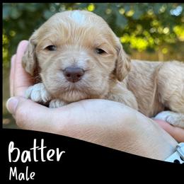 Batter - Apricot male Goldendoodle puppy in Angier, North Carolina from A Breed Above Kennels