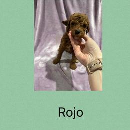 Rojo - Red male Irish Doodle puppy in Harrisburg, Arkansas from Ransone’s Ridge Runners Poodles and Doodles