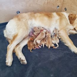 Pick 4 - Golden male Golden Retriever puppy in Sandy, Utah from Golden Meadows of Utah