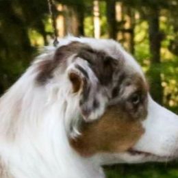 Kiss - Australian Shepherd