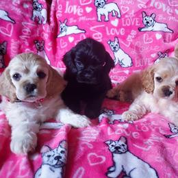 Cocker Spaniel Puppies from Top Notch Sporting Dogs