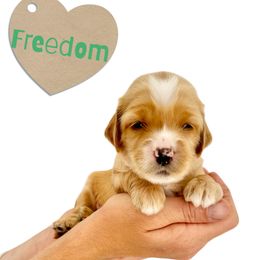 Freedom - Apricot male Australian Labradoodle puppy in Upland, California from Kings Labradoodles