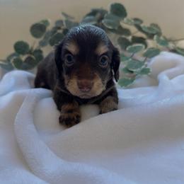 Addie - Chocolate and cream female Dachshund puppy in San Diego, California from Enchanted little dachshunds