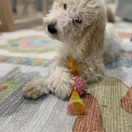 Bernedoodle and Double Doodle Puppies from ETX Dandy Doodle