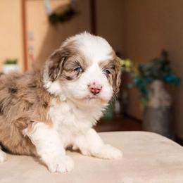 Aussiedoodle and Goldendoodle Puppies from Ever After Doodles Arizona