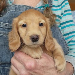 Topaz - Cream male Dachshund puppy in Grants Pass, Oregon from vom Treuen Wachter