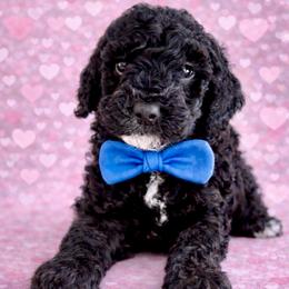 Black and white - Black male Goldendoodle puppy in Fort Myers, Florida from Daisy Doodles LLC
