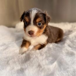 RTF1 - Red tri female Miniature Australian Shepherd puppy in Dayton, Washington from Rafter 22 Aussies