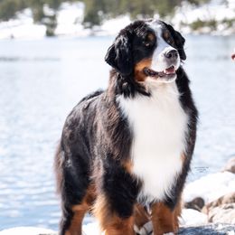 Bernese Mountain Dog All Grown Up from Carma Que’s Bernese Mountain Dogs