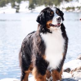 Bernese Mountain Dog All Grown Up from Carma Que’s Bernese Mountain Dogs