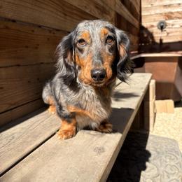 Bodhi - Dachshund