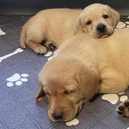 Labrador Retrievers from Fox Red Labs