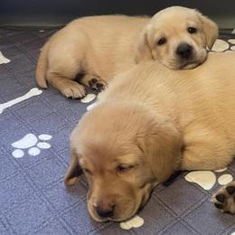 Labrador Retrievers from Fox Red Labs
