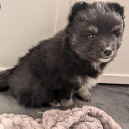 Nova - Tri-color female Pomsky puppy in Temple, Texas from Lone Star Pomsky