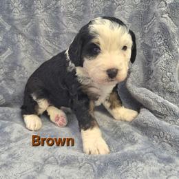 Brown - Tri-color male Bernedoodle puppy in Taft, Tennessee from McGraw's Fetching Pups