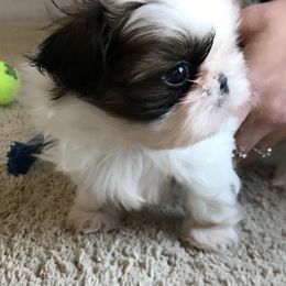 Shih Tzu Puppies from Willow Lane Shih Tzus