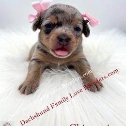 Girl 1 - female Dachshund puppy in Prescott, Arizona from Dachshund Family Love Breeders