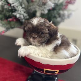 Freddie - Sable and white male Shih Tzu puppy in Clovis, California from California Dreamin’ Shih Tzus