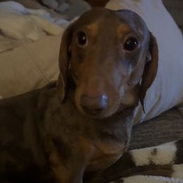 Smokey - Dachshund