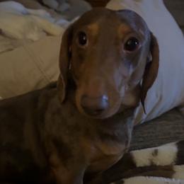 Smokey - Dachshund