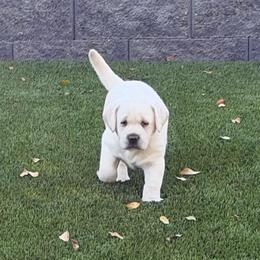 Porter - Champagne male Dilute Retriever puppy in Orangevale, California from NorCal Silver & Coal Labradors