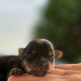 Toby - Black and gold male Yorkshire Terrier puppy in Parma Heights, Ohio from Yorkies of Ohio