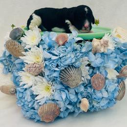 Finn - Parti male Poodle puppy in Harpers Ferry, West Virginia from Oso Perfect Poodles and Doodles