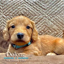 Oolong (Ollie) - Red male Dachshund puppy in Toquerville, Utah from Rockindachs