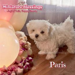 Paris - Maltese
