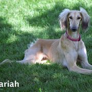Lurchers and Salukis from Ashir Kennels