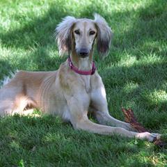Lurchers and Salukis from Ashir Kennels