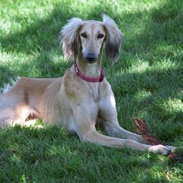 Lurchers and Salukis from Ashir Kennels