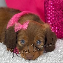 Dachshund Puppies from The Royal Kennel