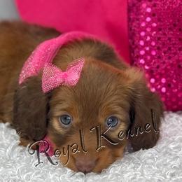 Dachshund Puppies from The Royal Kennel