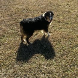 Clarabelle - Australian Shepherd puppy from TK Kennels