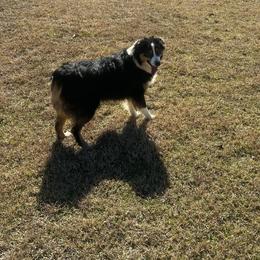 Clarabelle - Australian Shepherd puppy from TK Kennels