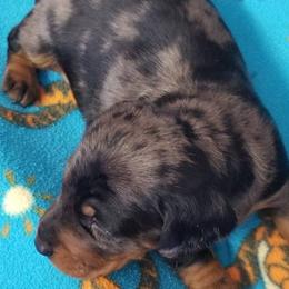 Dachshund puppies from Wulff's East LA Puppies